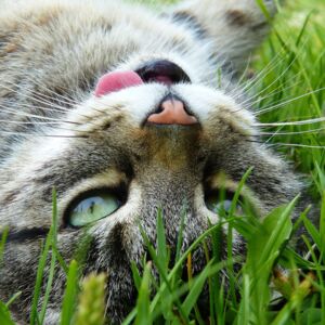 Katze liegt im Gras