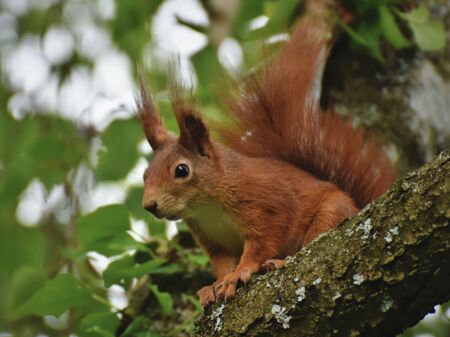 Eichhörnchen im Baum