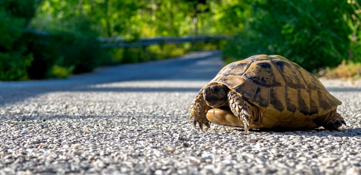 Einsame Schildkröte läuft auf einer Asphaltstraße