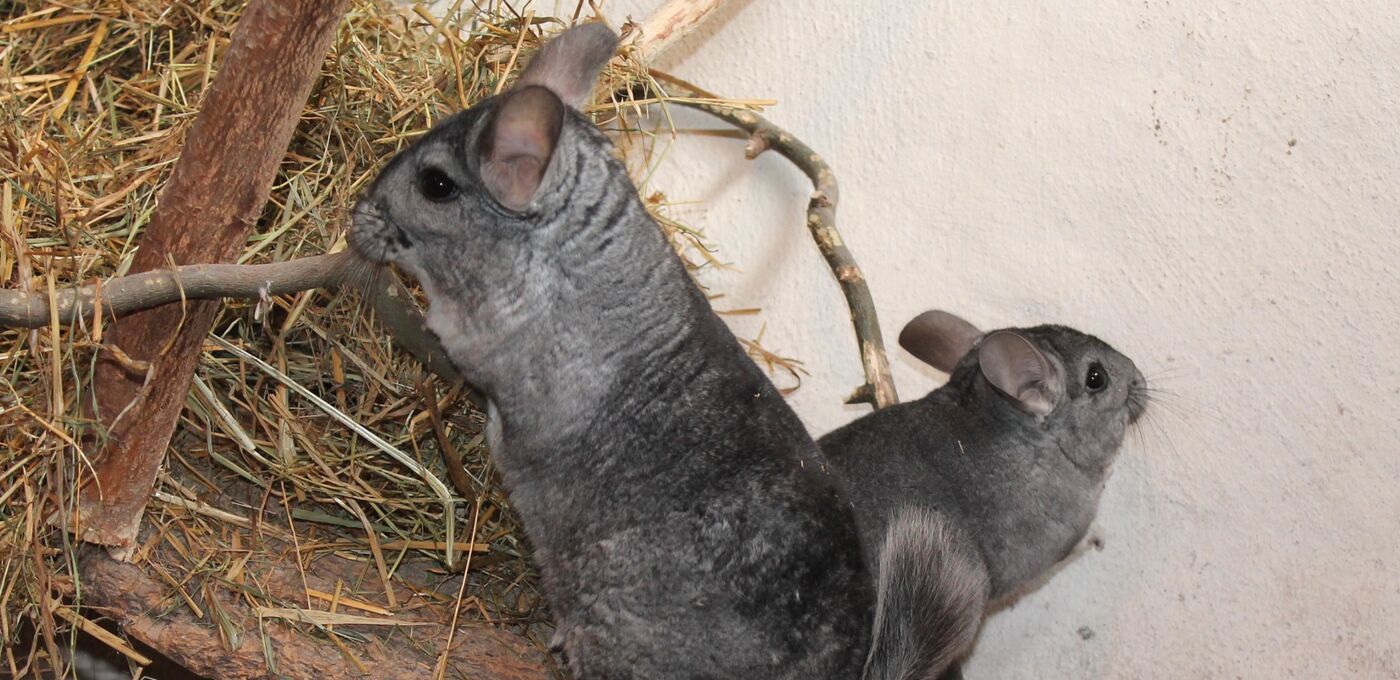 Zwei graue und ein weiß Chinchilla in ihrem Naturgehege