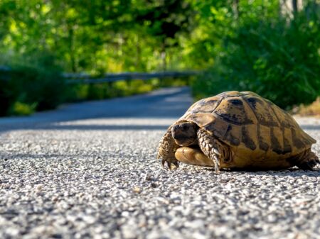 Einsame Schildkröte läuft auf einer Asphaltstraße