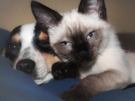 Katze und Hund liegen nebeneinander und kuscheln miteinander
