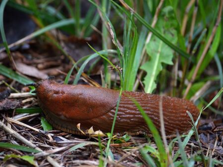 Spanische Wegschnecke