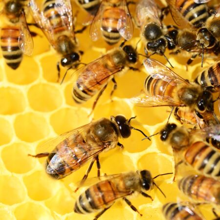 Bienenschwarm in Honigwabe
