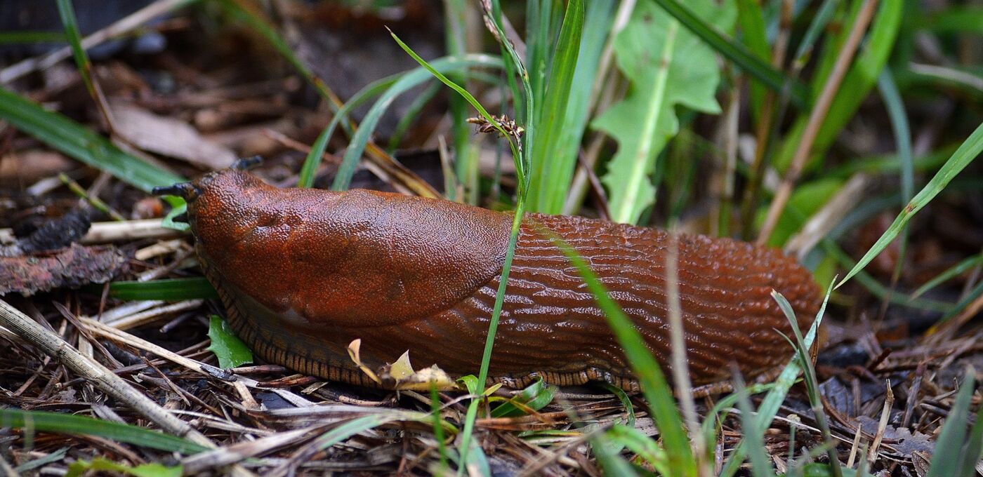 Spanische Wegschnecke