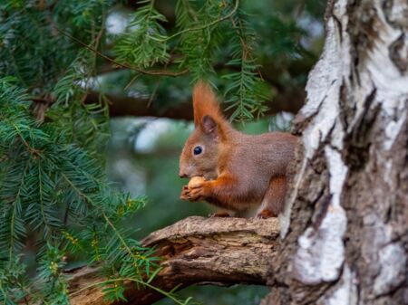 Eichhörnchen im Wald