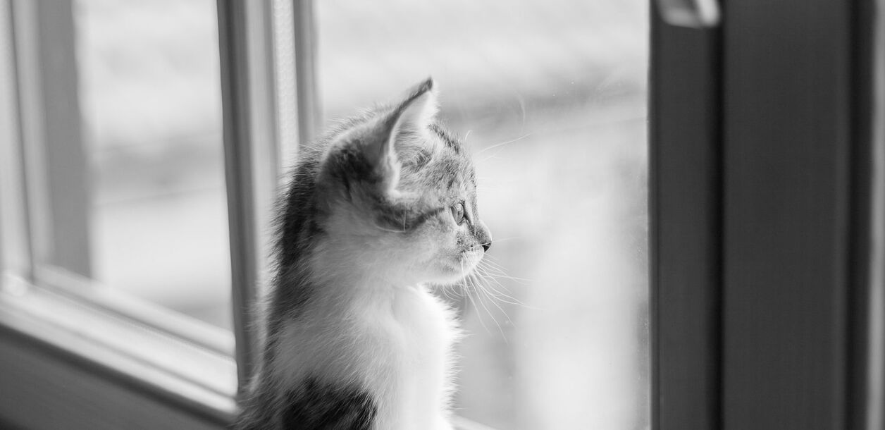 Schwarzweißes Bild einer kleinen Katze, die aus dem Fenster schaut