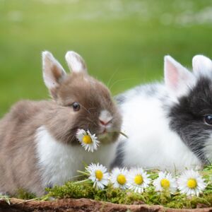 Zwei Kaninchen mit Gänseblümchen