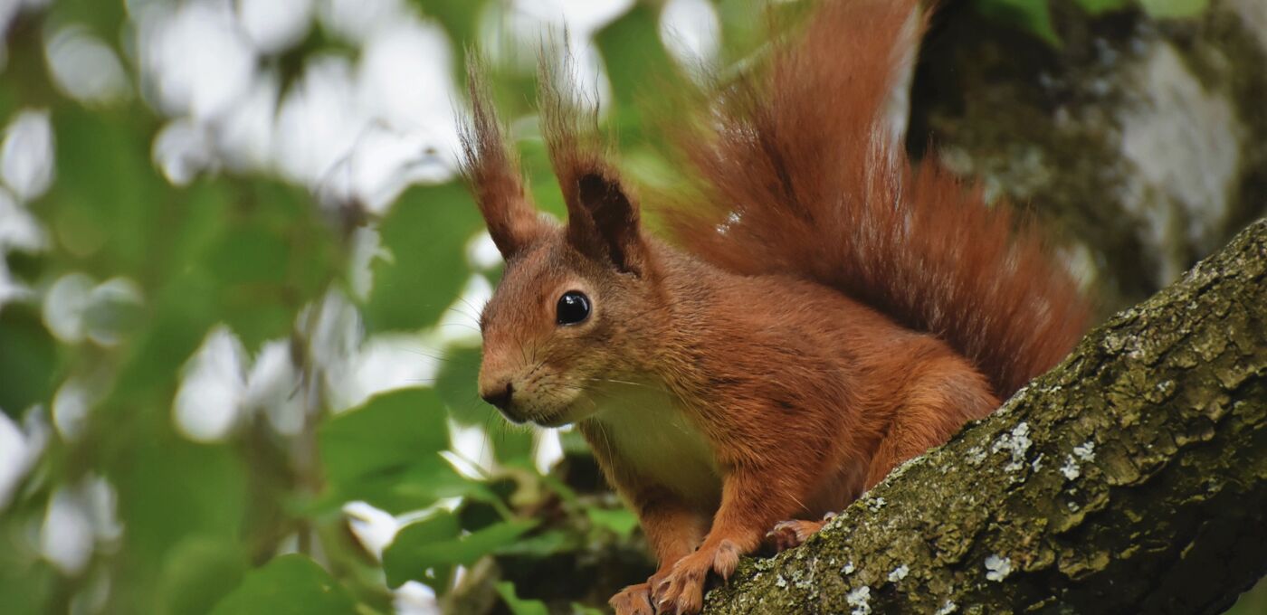 Eichhörnchen im Baum