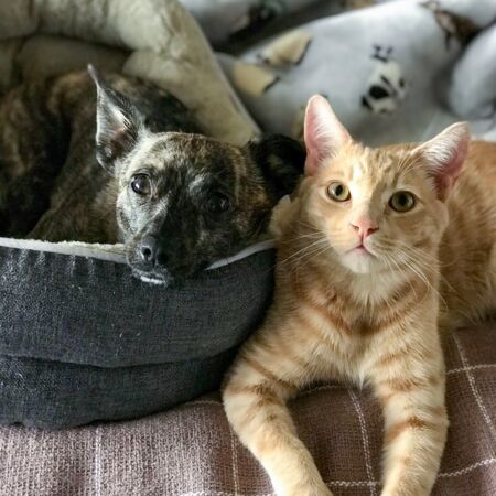 Hund und Katze liegen nebeneinander