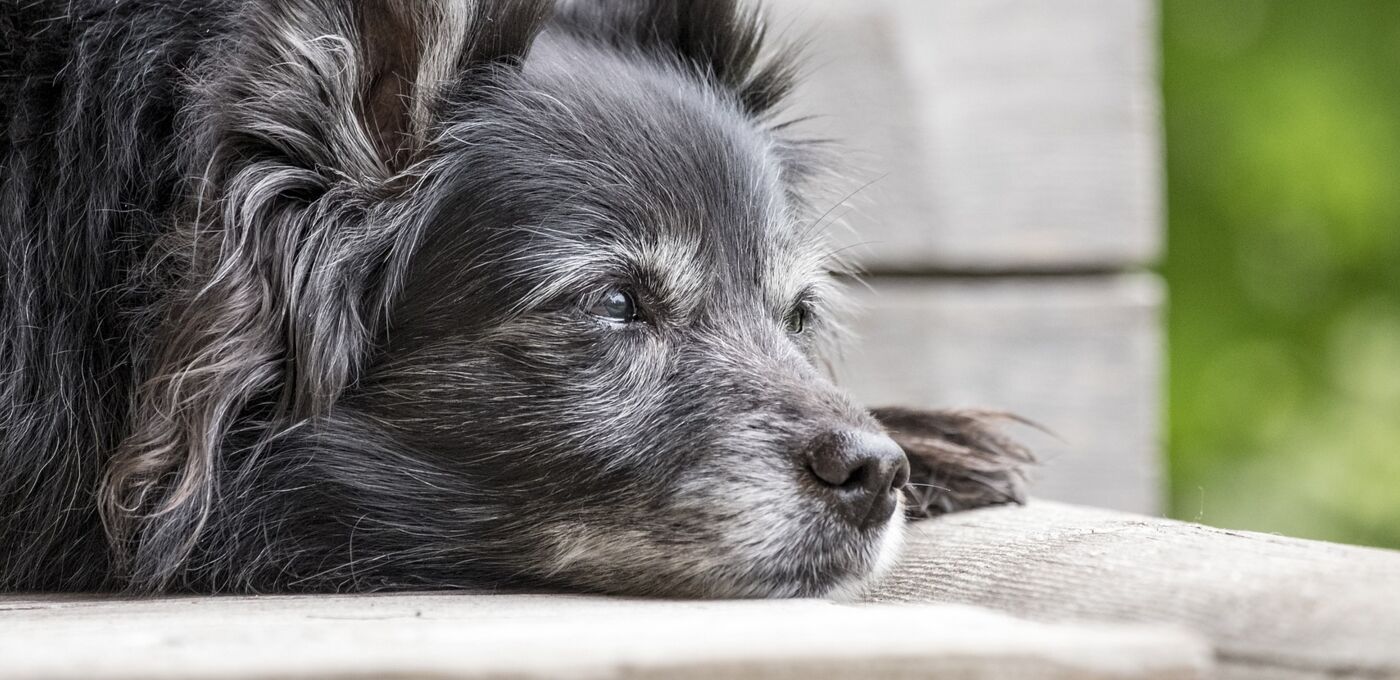 Älterer, grau melierter Hund liegt mit dem Kopf auf dem Boden und schaut in die Ferne