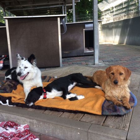 Drei Hunde liegen auf gemütlichen Decken und entspannen