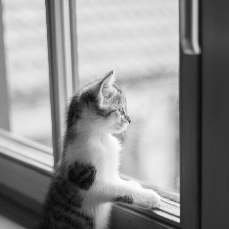 Schwarzweißes Bild einer kleinen Katze, die aus dem Fenster schaut