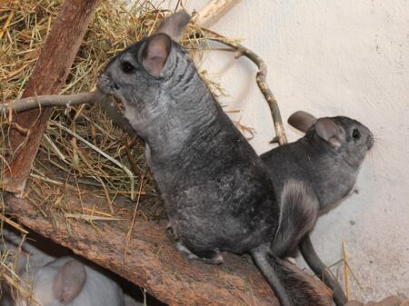 Zwei graue und ein weiß Chinchilla in ihrem Naturgehege