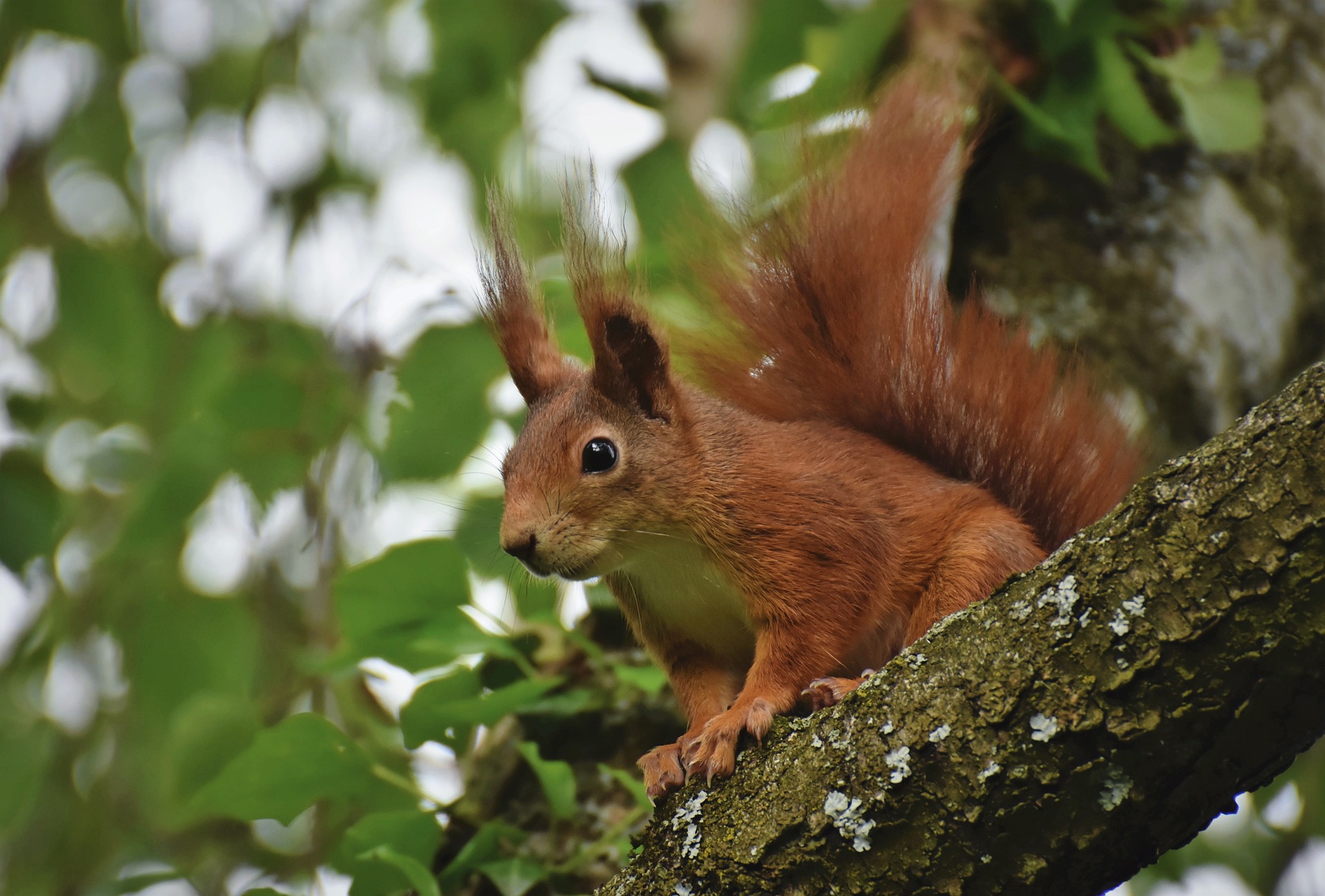 Eichhörnchen im Baum